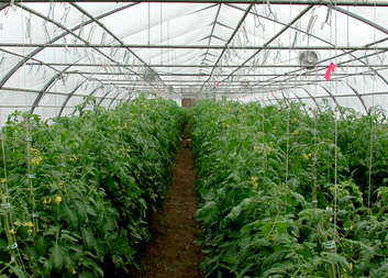 Support Sustainable Livelihoods and Income Generating Opportunities