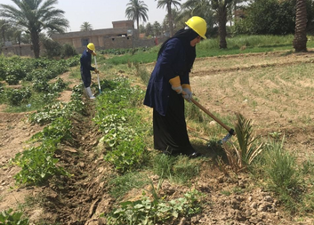 الأراضي في منطقة الرمادي يتم تنظيفها وإعدادها لتركيب البيوت الزجاجية