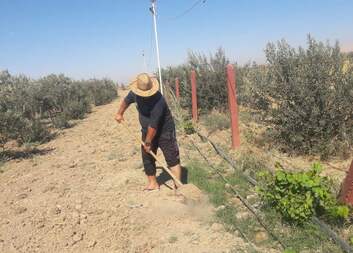 Matte went back to agriculture again after ISIS destroyed his farm