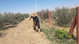 عاد متي إلى الزراعة مرة أخرى بعد أن دمر داعش مزرعته