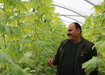 Azad and his siblings are now diligently working in their greenhouse