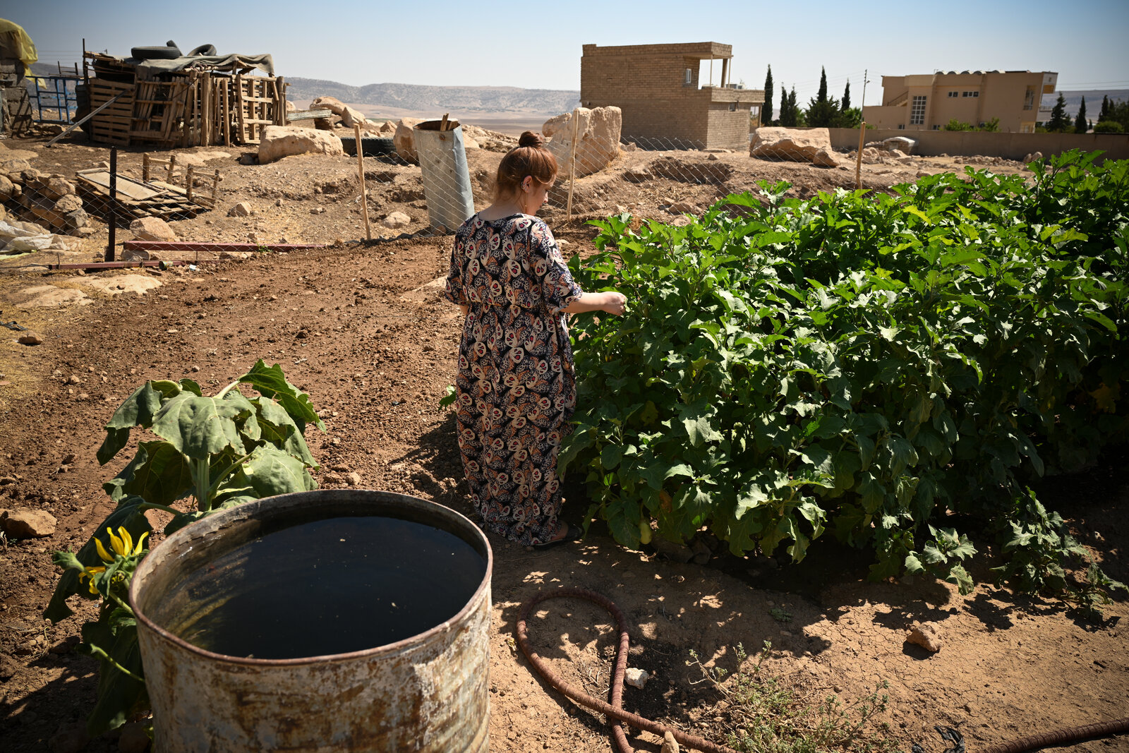 تدير العائلة أيضًا حديقة خضروات كبيرة نسبيًا تدير العائلة أيضًا حديقة خضروات كبيرة نسبيًا