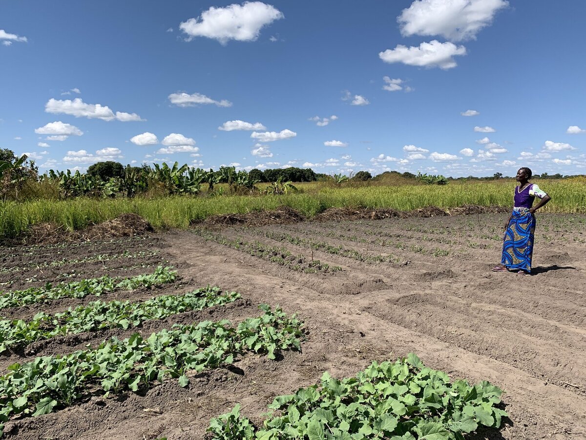 زامبيا هي واحدة من البلدان التي تتأثر بشدة بتغير المناخ زامبيا هي واحدة من البلدان التي تتأثر بشدة بتغير المناخ